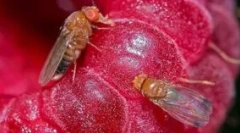 Hogyan lehet megszabadulni a boroktól otthon